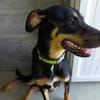 KOKA chien croisé beauceron