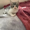 FERDINAND