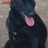 Jade