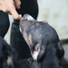 Darwin, le bébé calin