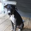 Darwin, le bébé calin