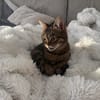 Sozialer Kater PEPPINO sucht Zuhause!