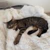 Sozialer Kater PEPPINO sucht Zuhause!