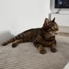Sozialer Kater PEPPINO sucht Zuhause!