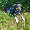 Leah - wartet in 27367 Sottrum