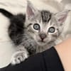 Katzenkind Valentino