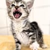 Katzenkind Valentino