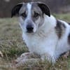 Liebevoller Hund REX sucht sein Zuhause!