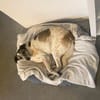 Liebevoller Hund REX sucht sein Zuhause!
