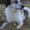 Liebevoller Hund REX sucht sein Zuhause!