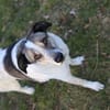 Liebevoller Hund REX sucht sein Zuhause!