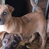 Aletta wurde im Tierheim geboren