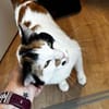 Coco, liebevolle Katzendame, ca. 4 Jahre