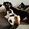 Coco, liebevolle Katzendame, ca. 4 Jahre