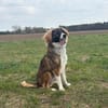 Bounty  junger, kluger Rüde