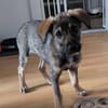 Süße Pele🌺 sucht liebevolles Heim