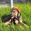 Süße Pele🌺 sucht liebevolles Heim