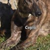 COPLA