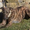 COPLA