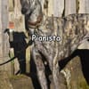 PIANISTA