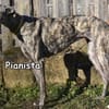 PIANISTA