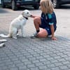 Herzenshund Hatiko auf PS in 91217