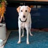 Herzenshund Hatiko auf PS in 91217