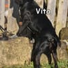 VITA