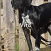 VITA
