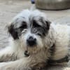 Sassie - wartet in 96160 Geiselwind