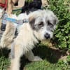 Sassie - wartet in 96160 Geiselwind