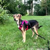 Tolle, liebenswerte, aktive Ariel sucht