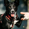 Ruhige Lucy sucht ihre Menschen