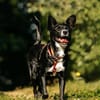 Ruhige Lucy sucht ihre Menschen