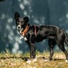 Ruhige Lucy sucht ihre Menschen