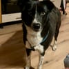 Aira, stubenreine Kuschelpartnerin, 5 J.