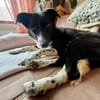 Aira, stubenreine Kuschelpartnerin, 5 J.