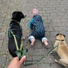 Aira, stubenreine Kuschelpartnerin, 5 J.