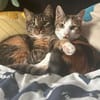 Pina und Nina aus dem Tierschutz