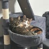 Pina und Nina aus dem Tierschutz