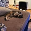 Pina und Nina aus dem Tierschutz