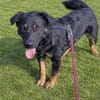Rollo sucht sein Zuhause