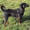 Rollo sucht sein Zuhause