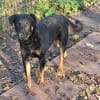 Rollo sucht sein Zuhause