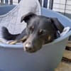 Rollo sucht sein Zuhause