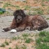 HENRI * bescheidener Hundeopi
