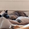 GRETA -Sonnenschein mit viel Charme-