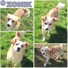 ZONIK -verschmuster Familienhund-
