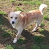 ZONIK -verschmuster Familienhund-