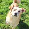 ZONIK -verschmuster Familienhund-